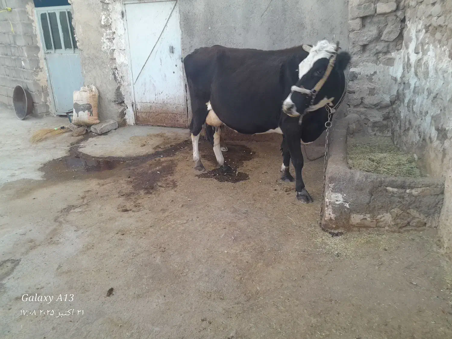 گاو هلشتاین|حیوانات مزرعه|دلبران, |دیوار