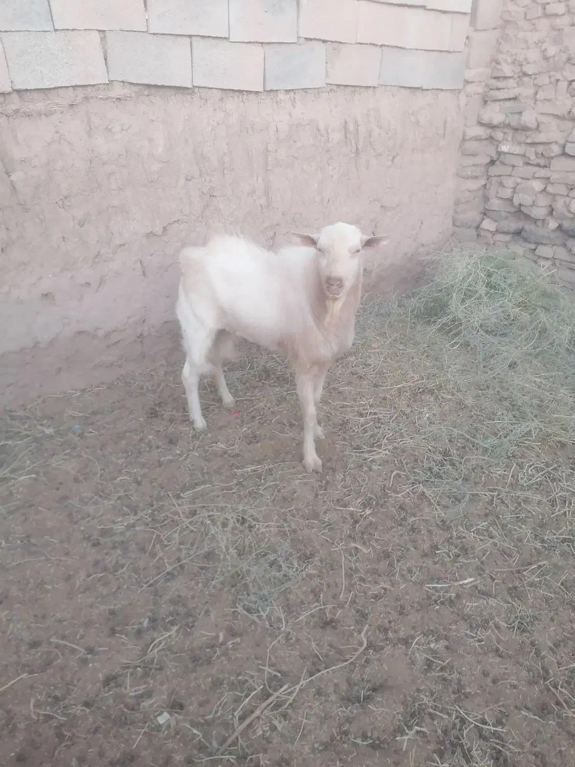 تکه کل سانن|حیوانات مزرعه|فردوس (خراسان), |دیوار