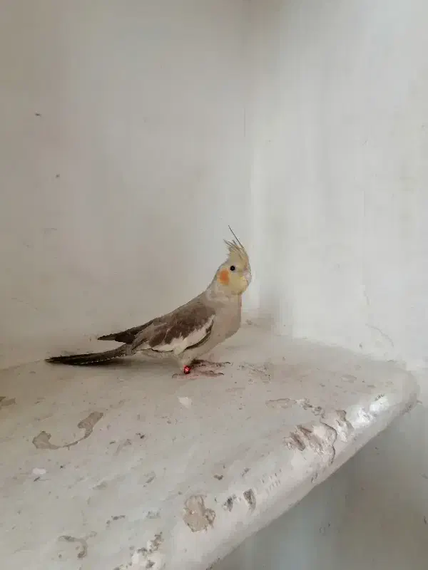 عروس هلندی دونه خور|پرنده|رفسنجان, |دیوار