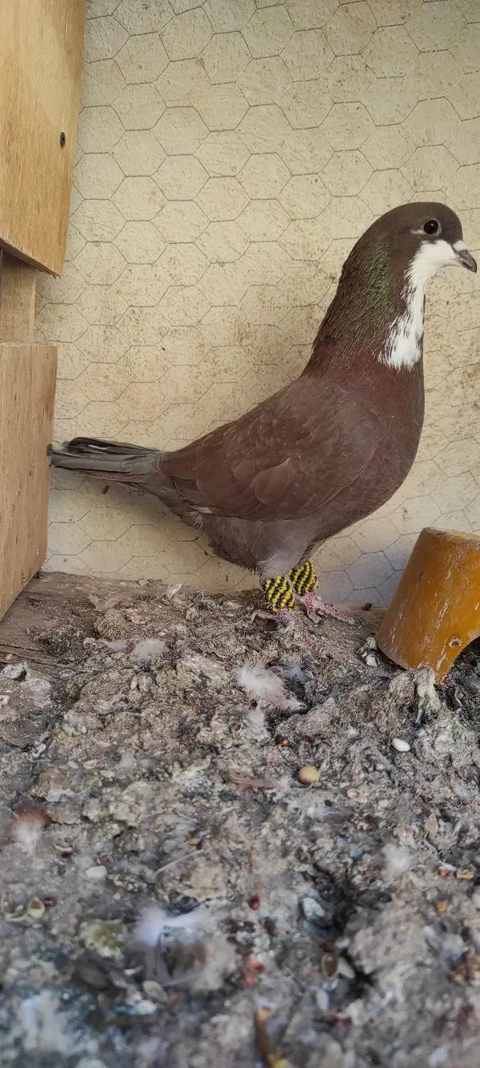 ریش نر|پرنده|بم, |دیوار