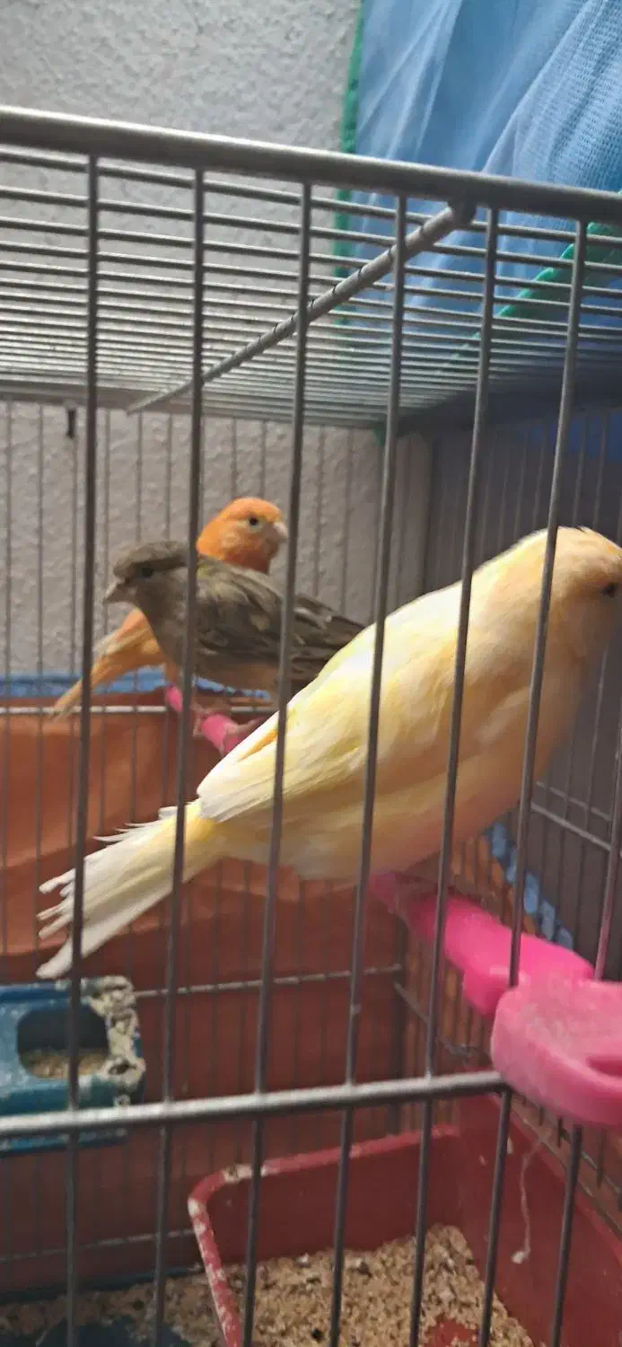 قناری|پرنده|شیراز, فرگاز|دیوار