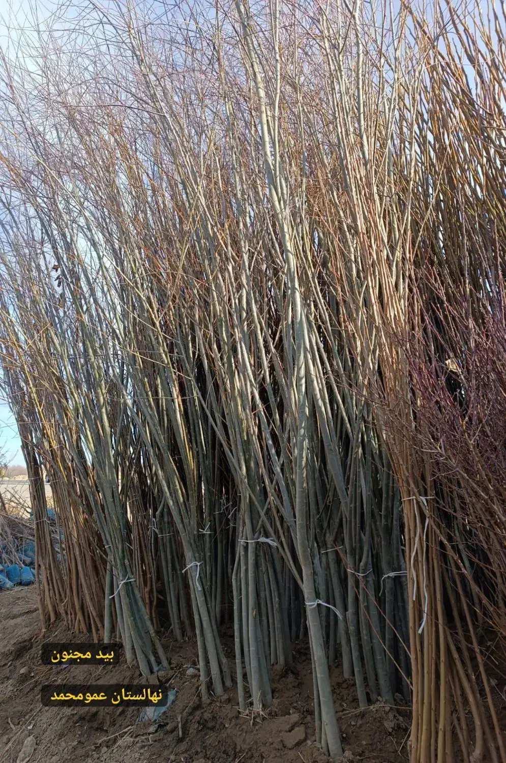 پسته پیوندی/ اکبری/ هیبرید/ سیب|خدمات باغبانی و درختکاری|پلدختر, |دیوار