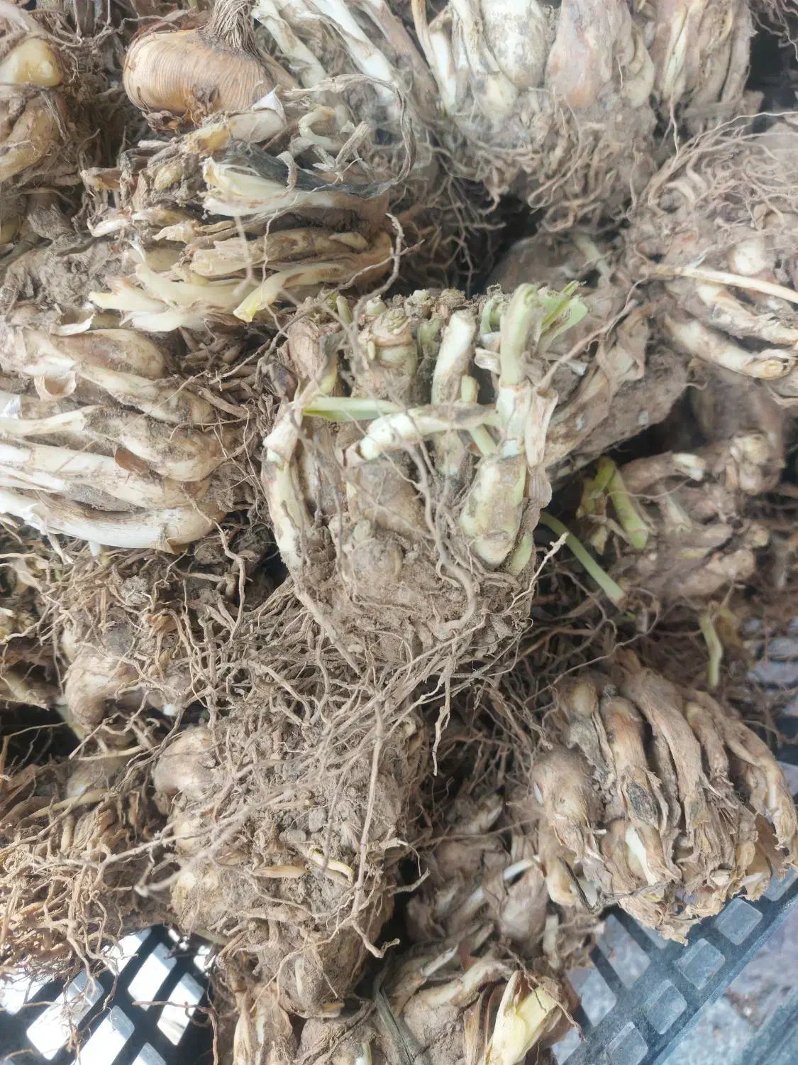 پیاز گل سنبل و لاله هلندی نرگس اختر کوکب زعفران و.|گل و گیاه طبیعی|کرج, اصفهانی‌ها|دیوار