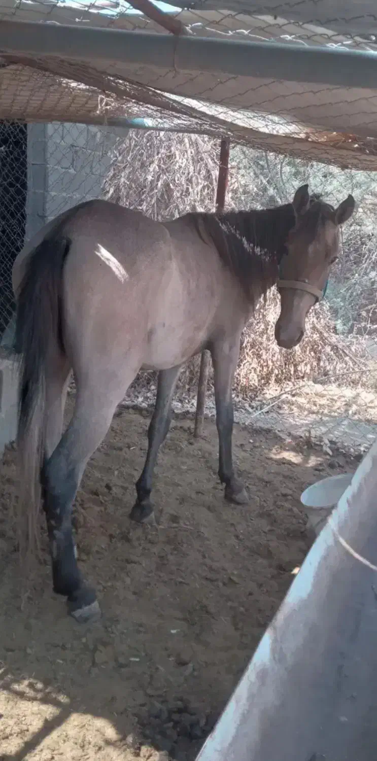 اسب|اسب و تجهیزات اسب‌سواری|شهر بابک, |دیوار