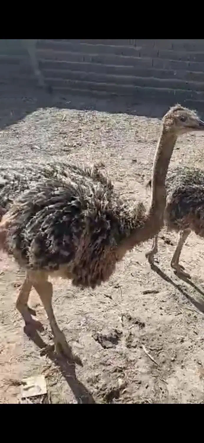 شترمرغ|حیوانات مزرعه|فریمان, |دیوار