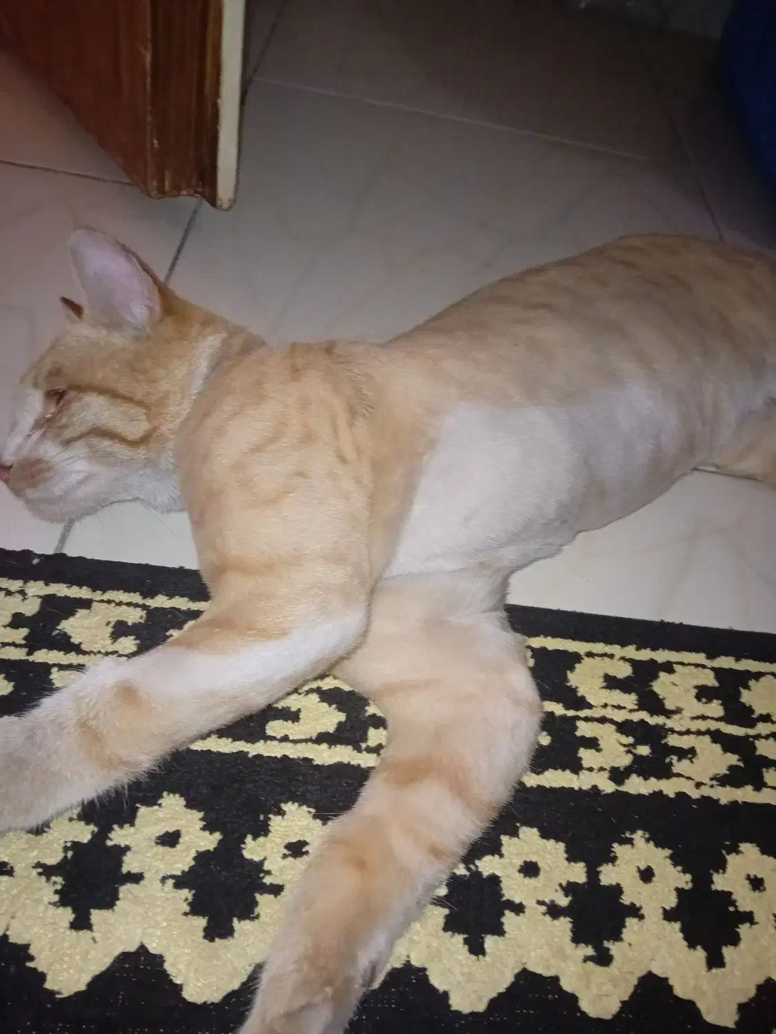 گربه پیدا شده|گربه|تهران, سردارجنگل|دیوار