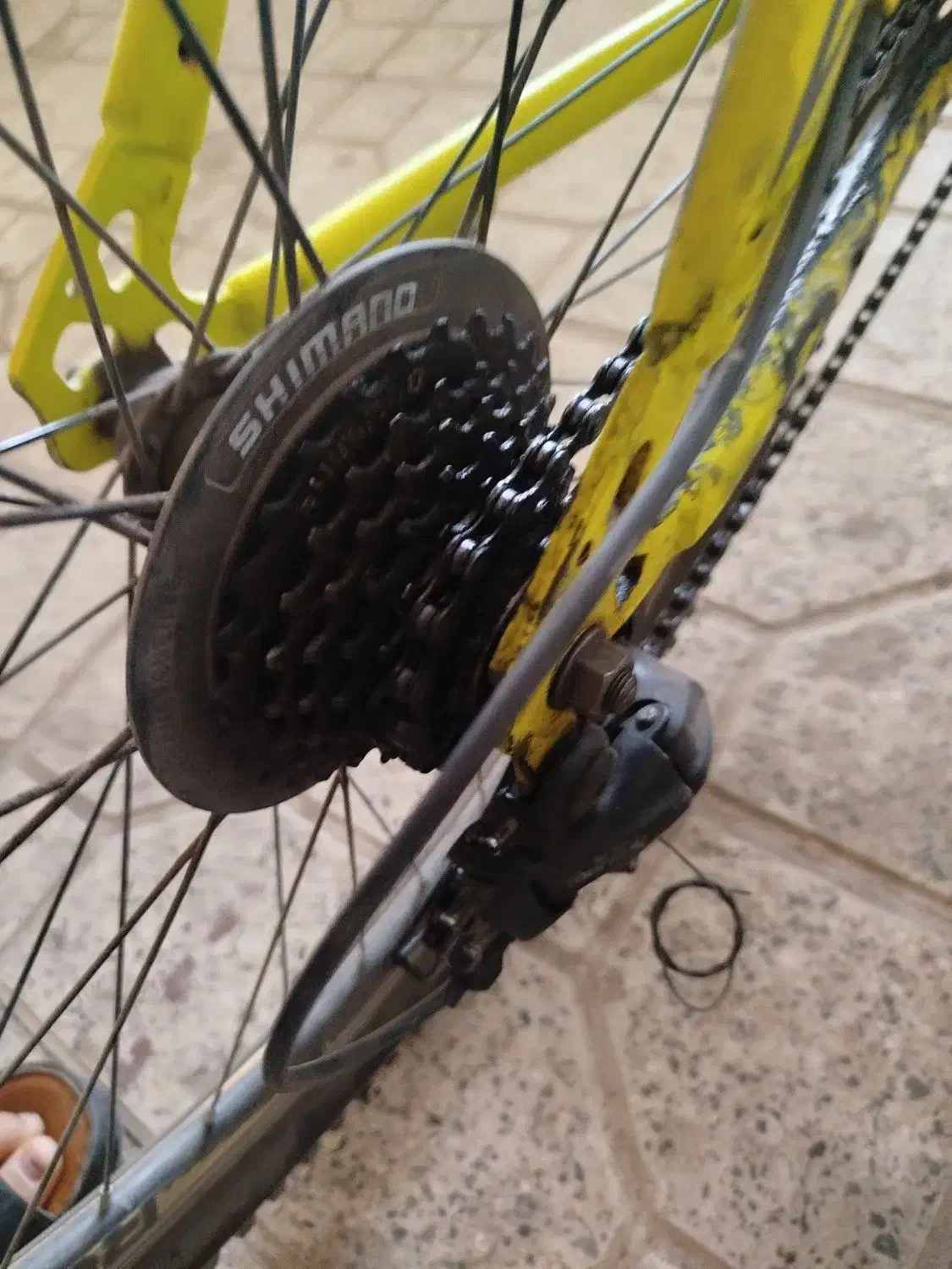 ۱۲ تومن|پرنده|سیرجان, |دیوار