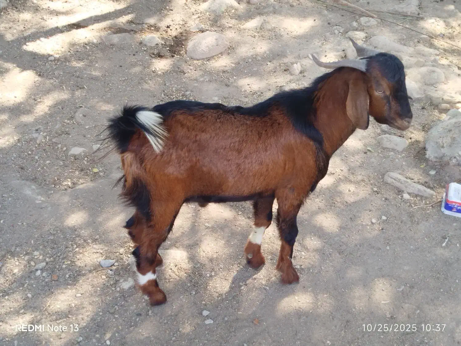 فروش مرغ محلی و شاخدار به علاوه یک چپشت|حیوانات مزرعه|فین, |دیوار