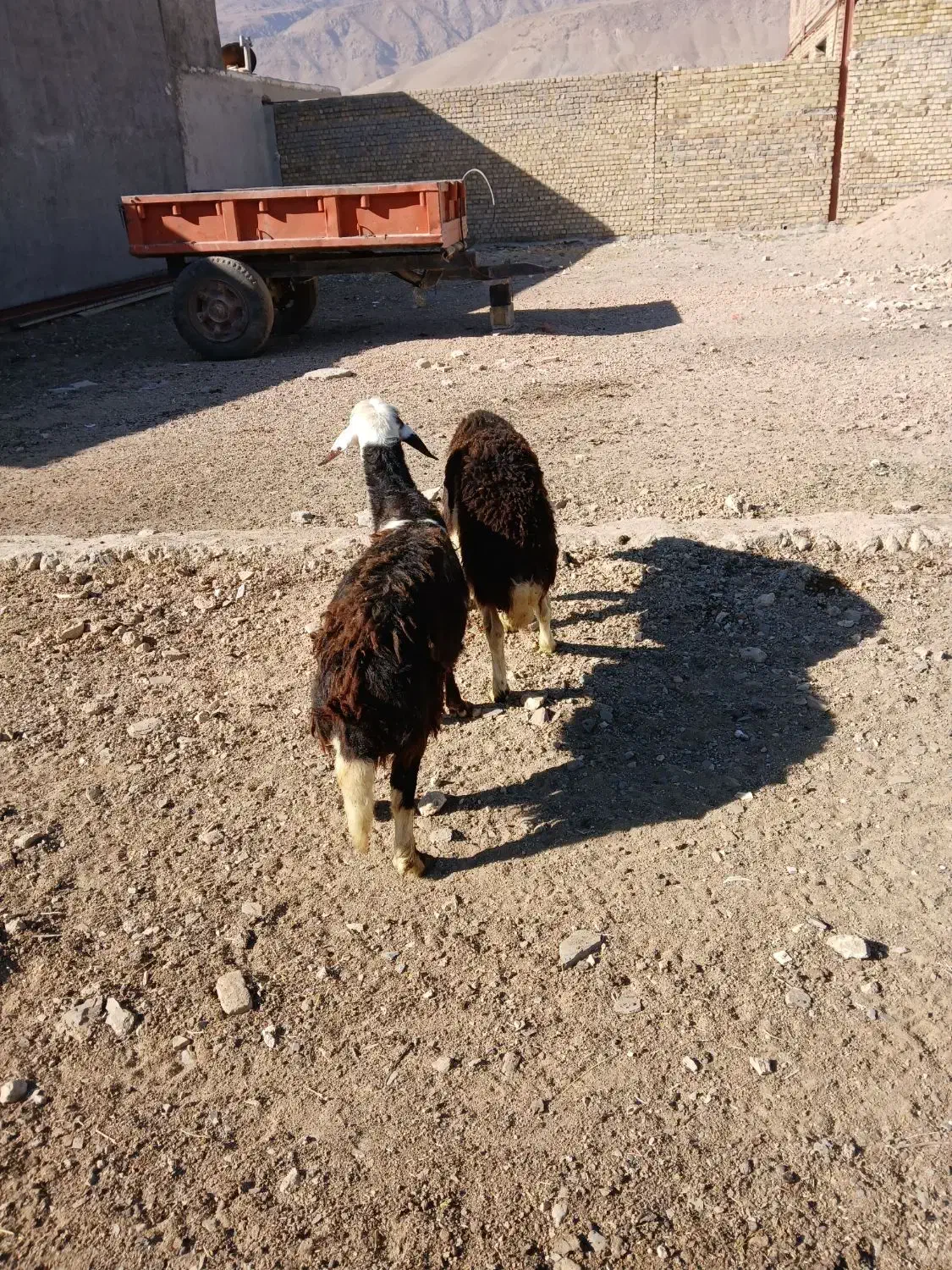 بره قوچ|حیوانات مزرعه|اشترینان, |دیوار