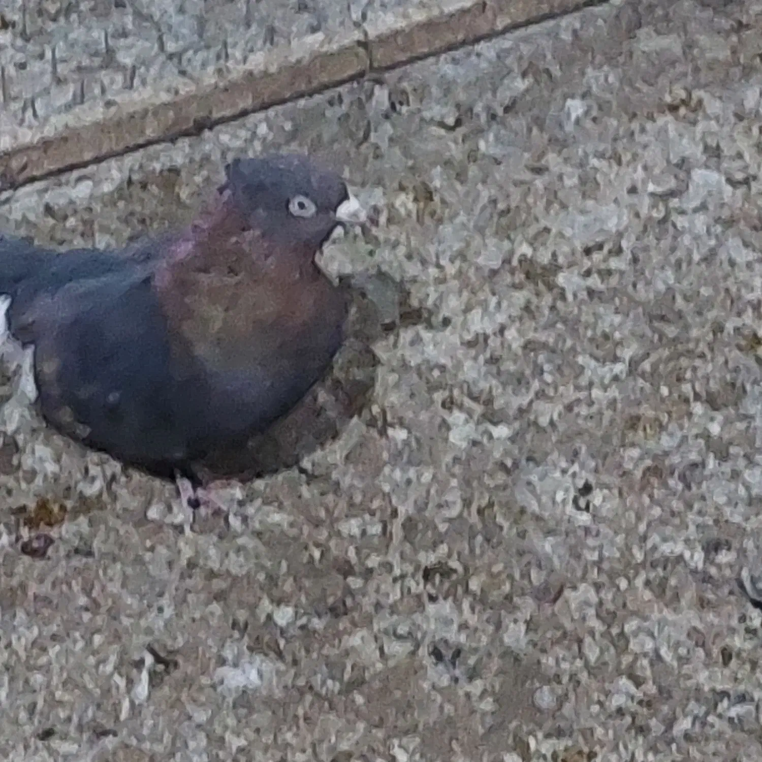 نر سینه|پرنده|شیراز, فضل‌آباد|دیوار