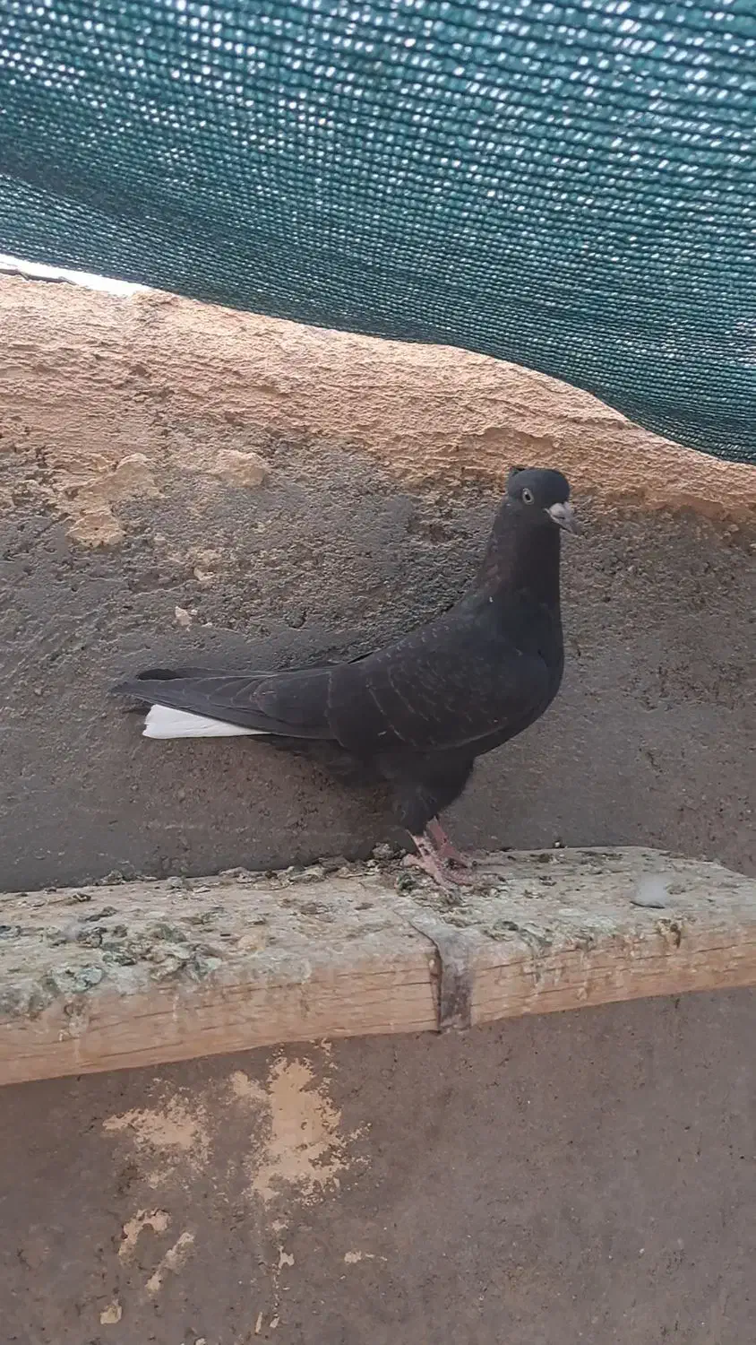 زاغدم سفید نر|پرنده|بردسکن, |دیوار