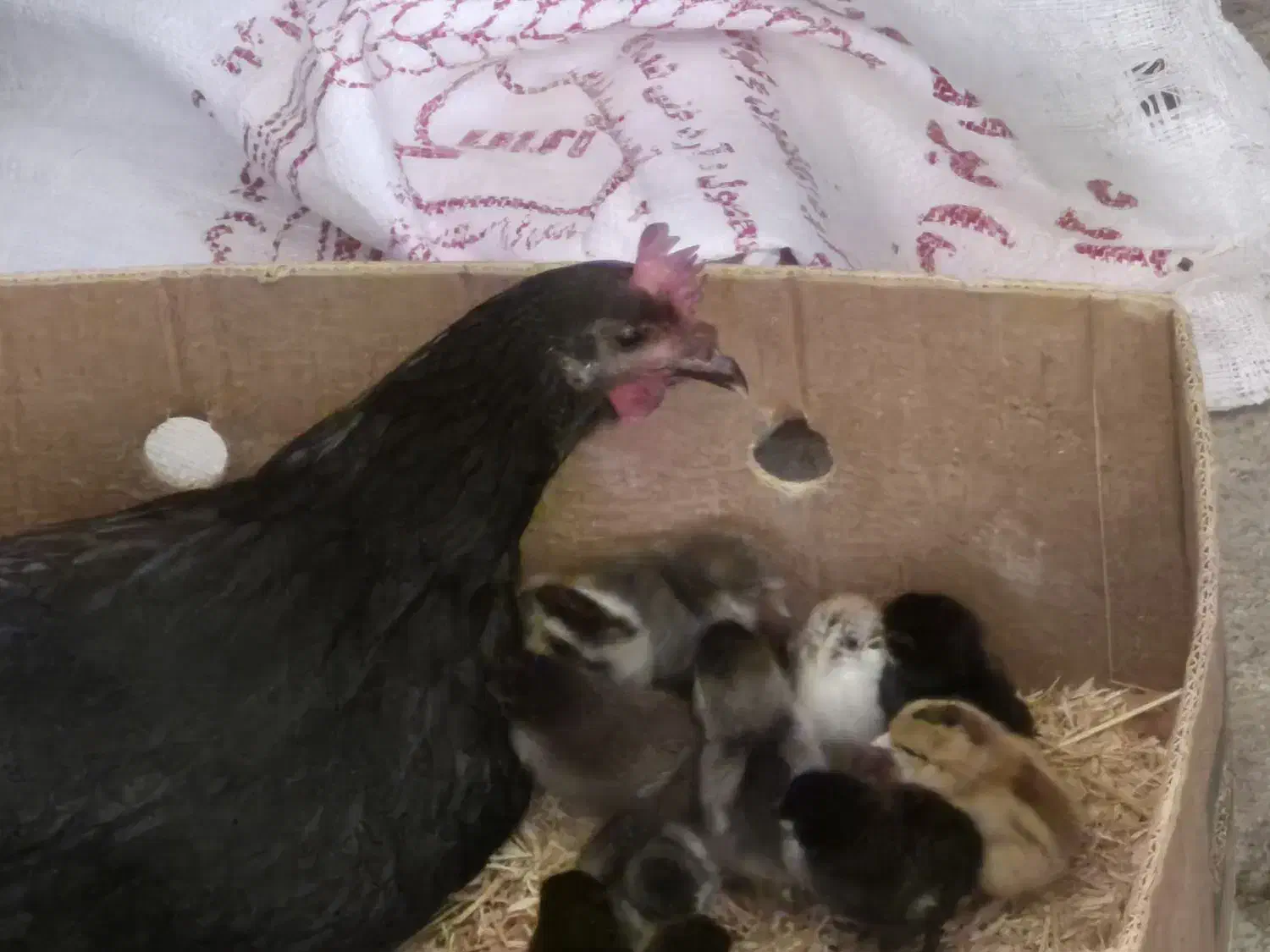 مرغ با جوجه|حیوانات مزرعه|خورموج, |دیوار