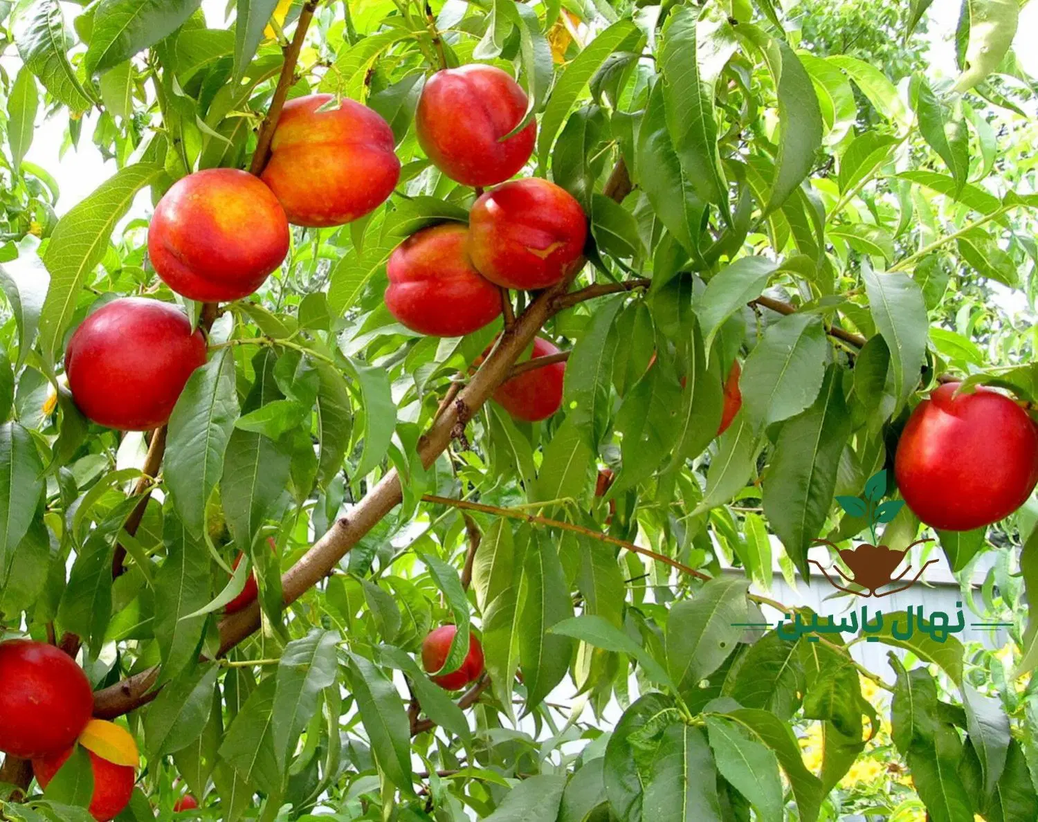 نهالهای خارجی که باردهی لوکس دارن|گل و گیاه طبیعی|شیراز, زرگری|دیوار