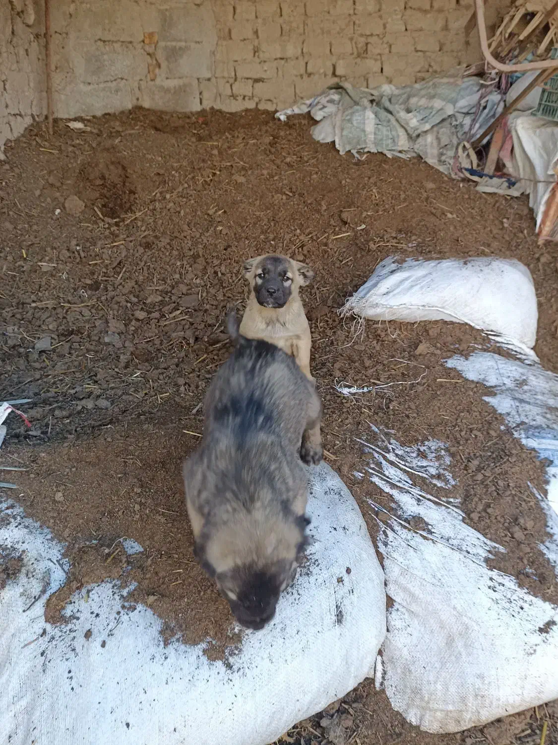 فروشی|سگ|مهربان, |دیوار