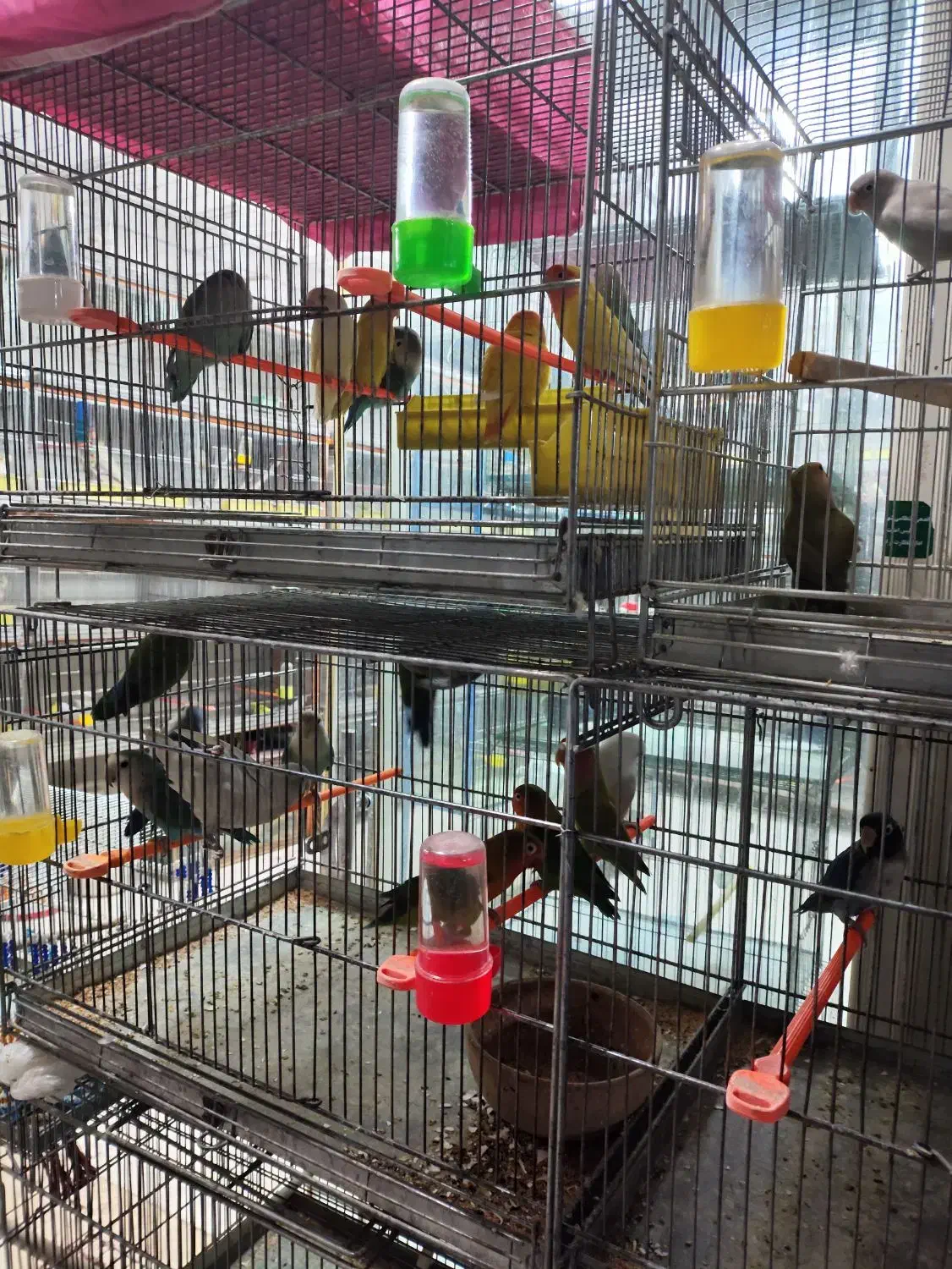 قناری .فنچ.عروس هلندی .مرغ عشق.|پرنده|خمینیشهر, |دیوار