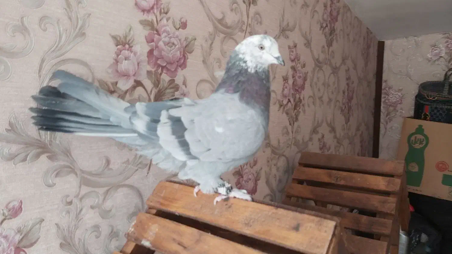 کبوتر پر (۵عدد)|پرنده|شهرکرد, |دیوار