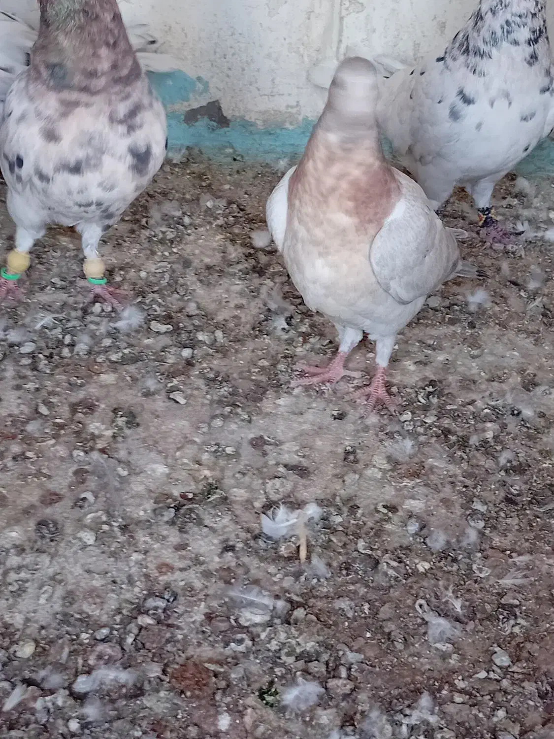 درود خدمت تمام عشق بازان عزیز|پرنده|سبزوار, قصبه شرقی|دیوار