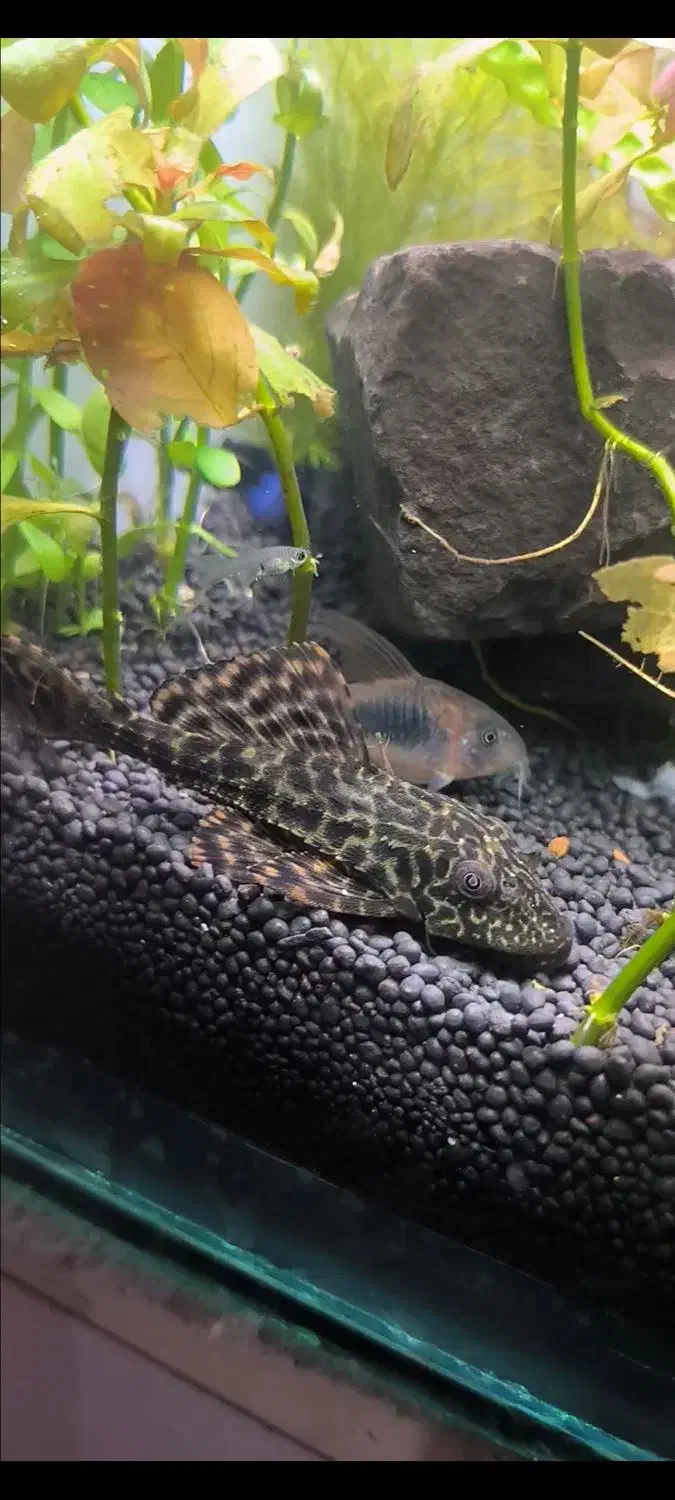 لجنخوار اسپرت|ماهی|ماکو, |دیوار