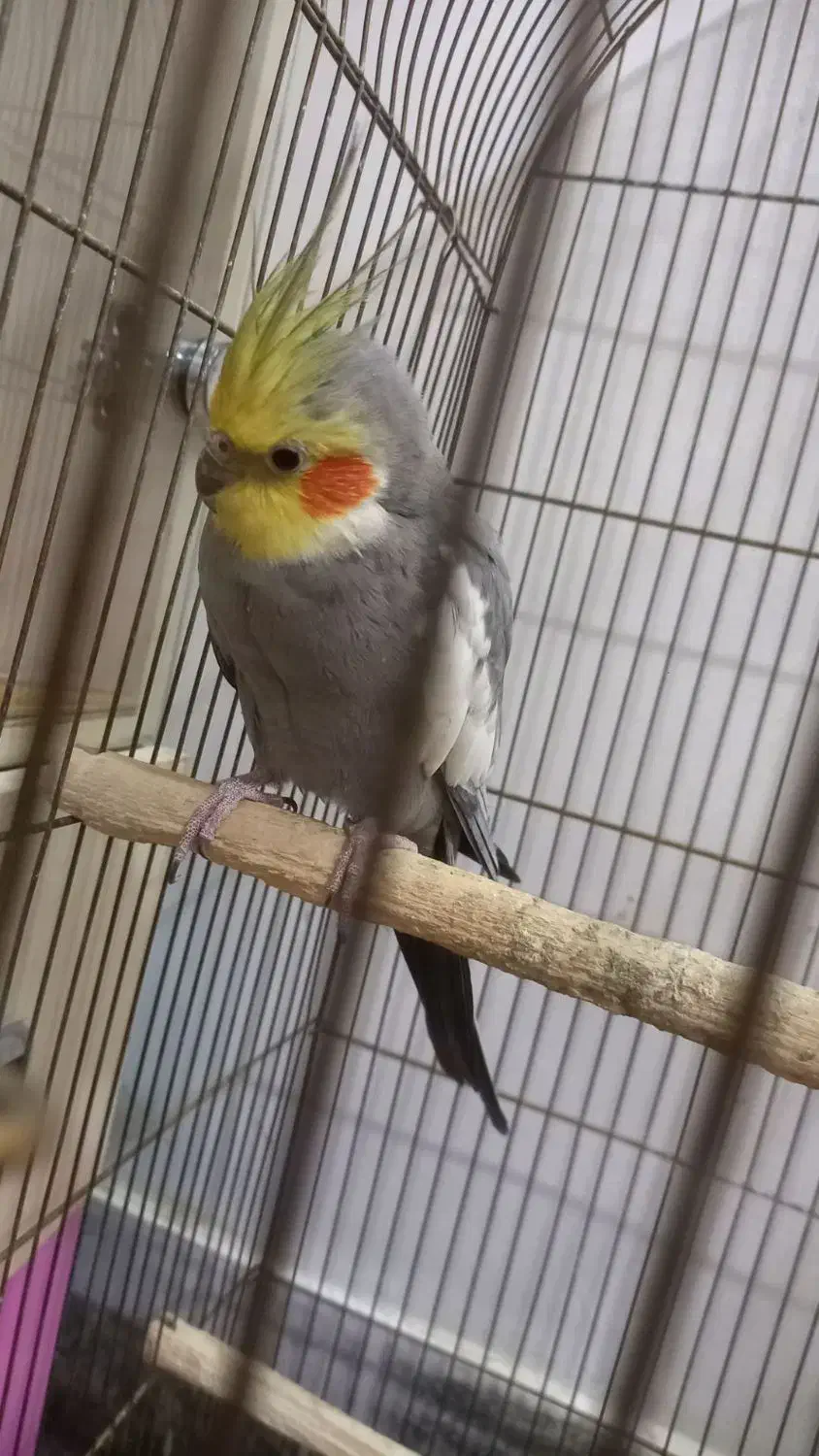 طوطی|پرنده|بروجرد, |دیوار