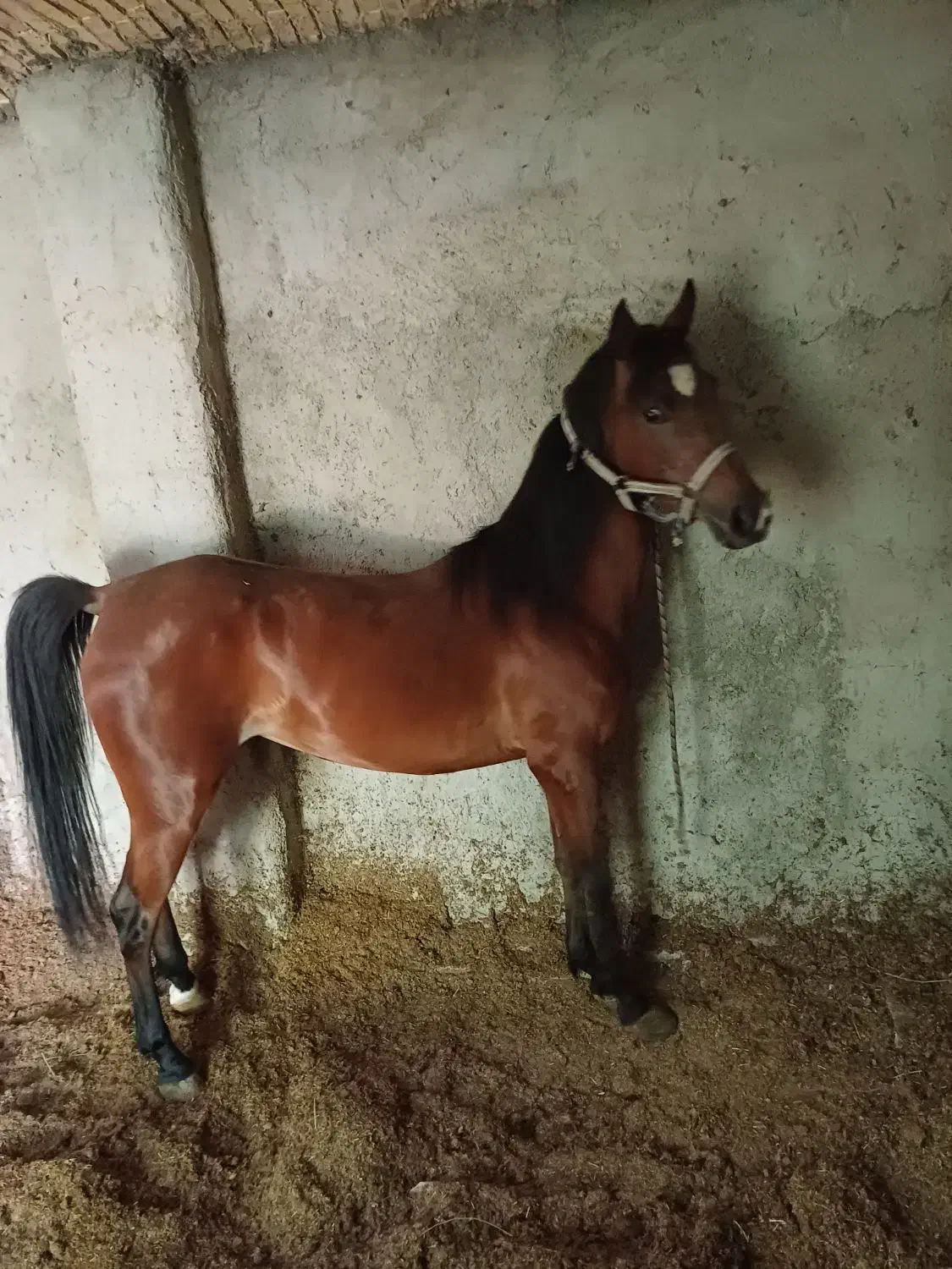 اسب ماده|اسب و تجهیزات اسب‌سواری|فلاورجان, |دیوار