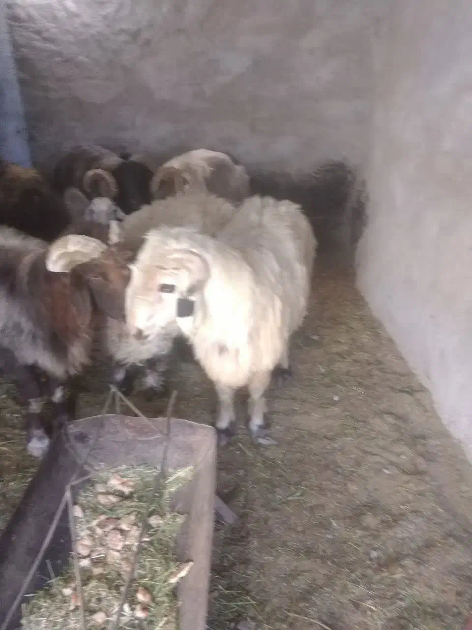 فروش بره قوچ مرغوب بختیاری و عربی|حیوانات مزرعه|مهریز, |دیوار