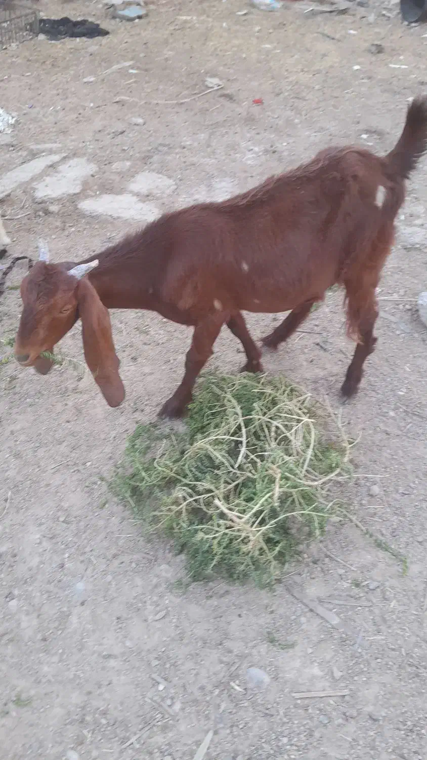 بز،نر وماده|حیوانات مزرعه|بندر ماهشهر, |دیوار