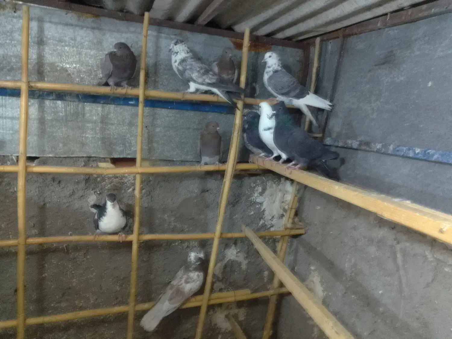 گمشده|حیوانات|سمنان, |دیوار