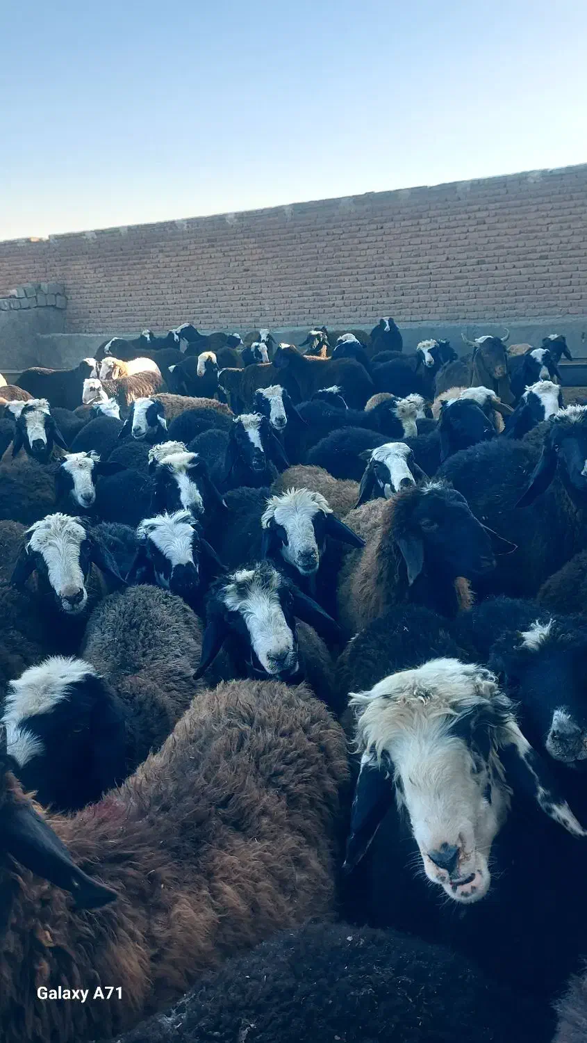 بره نر پای پروار داشتی|حیوانات مزرعه|محمدبار, |دیوار