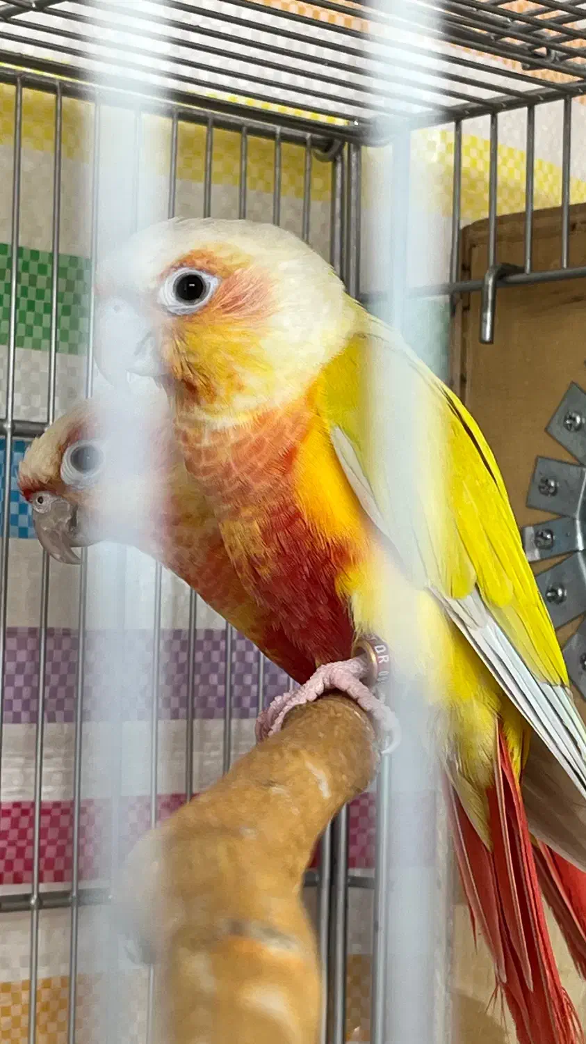 گرینچیک|پرنده|بجنورد, |دیوار