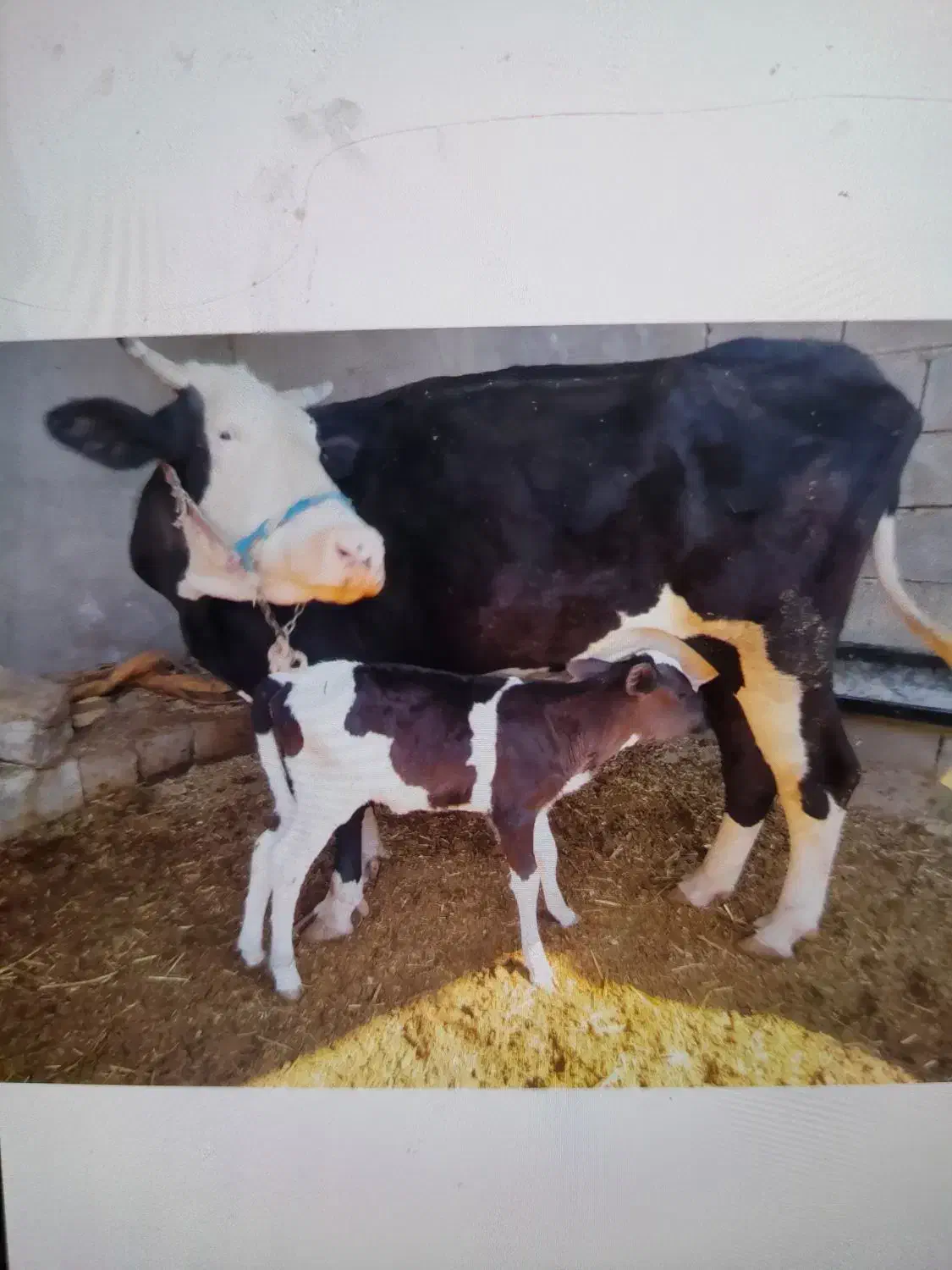 یک گاو با گوساله|حیوانات مزرعه|مسجد سلیمان, |دیوار