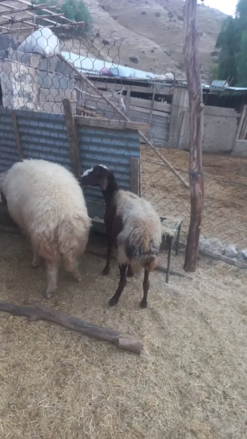 قوچ ورن گوسفند|حیوانات مزرعه|هندمینی, |دیوار