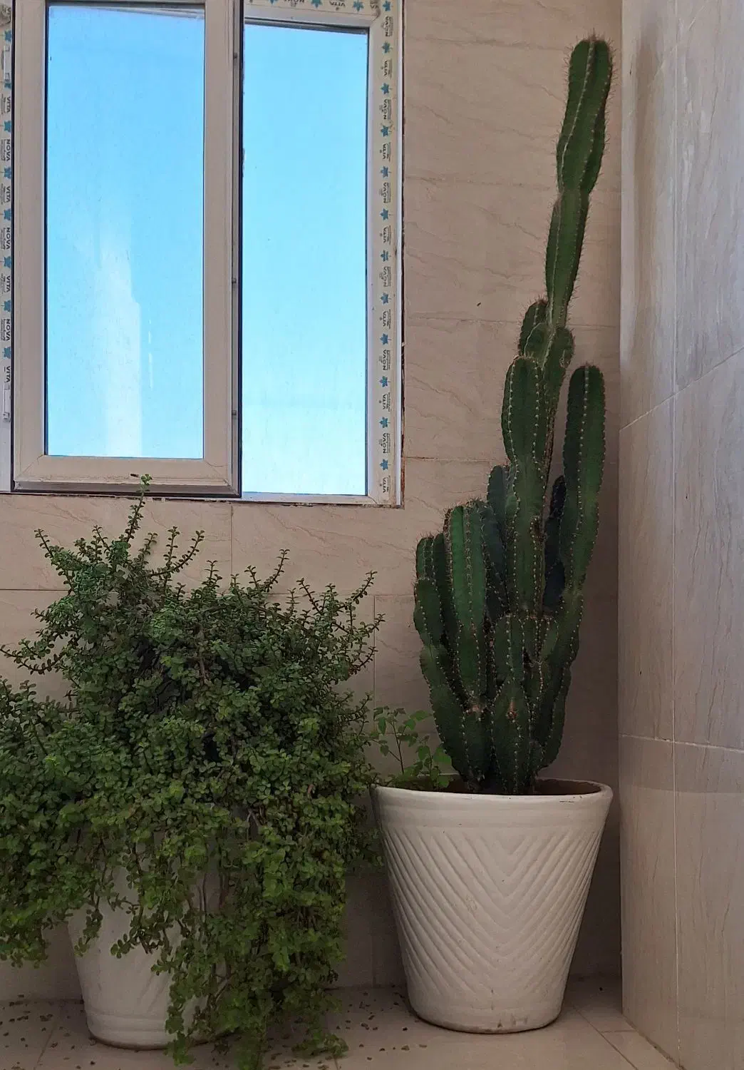 گل و گلدان|گل و گیاه طبیعی|جم, |دیوار