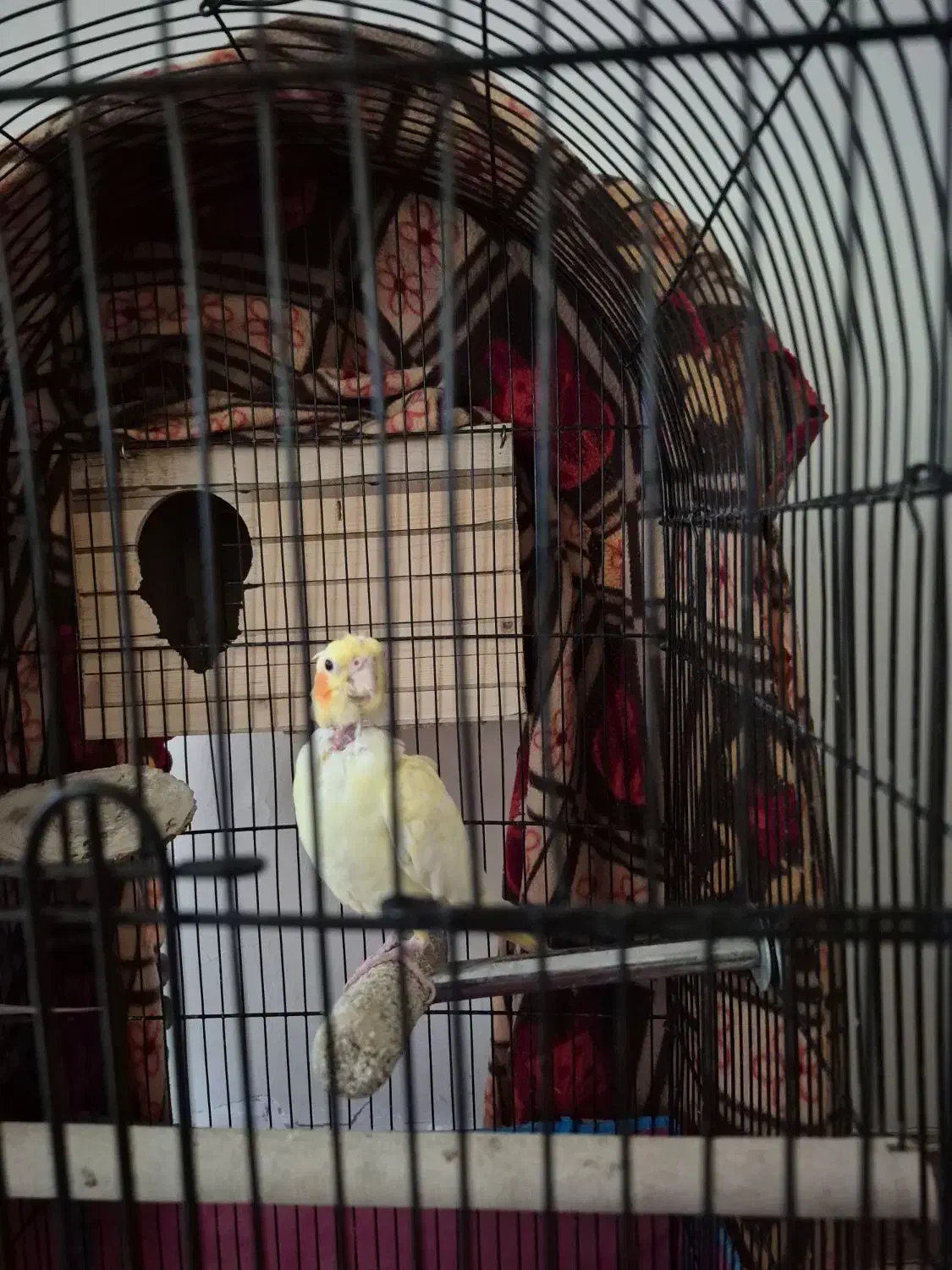 عروس هلندی|پرنده|محمدشهر, محمدشهر|دیوار