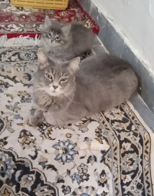 بچه گربه ملوس|گربه|سهند, |دیوار