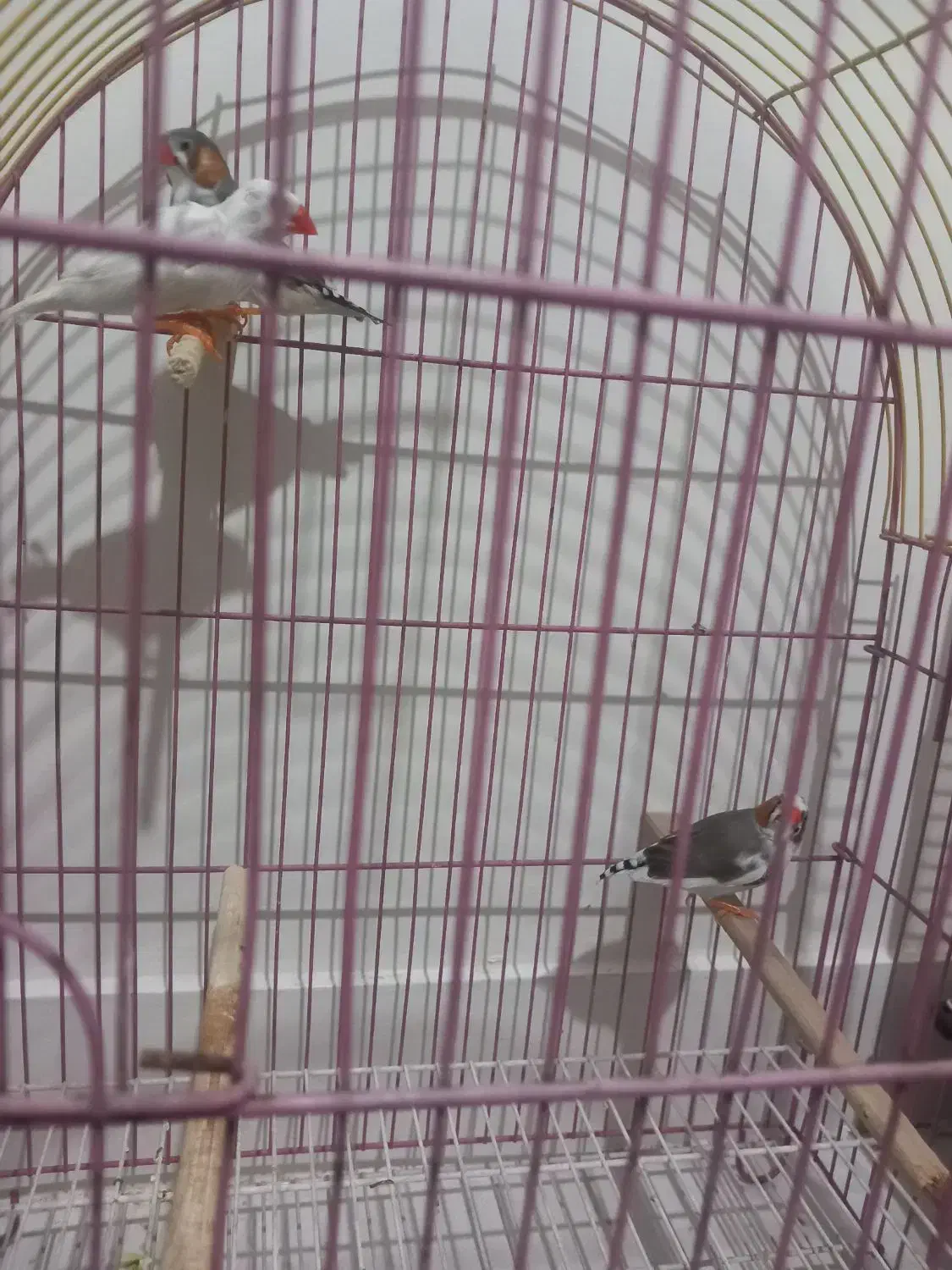 فنچ نرمولد|پرنده|تهران, مشیریه|دیوار