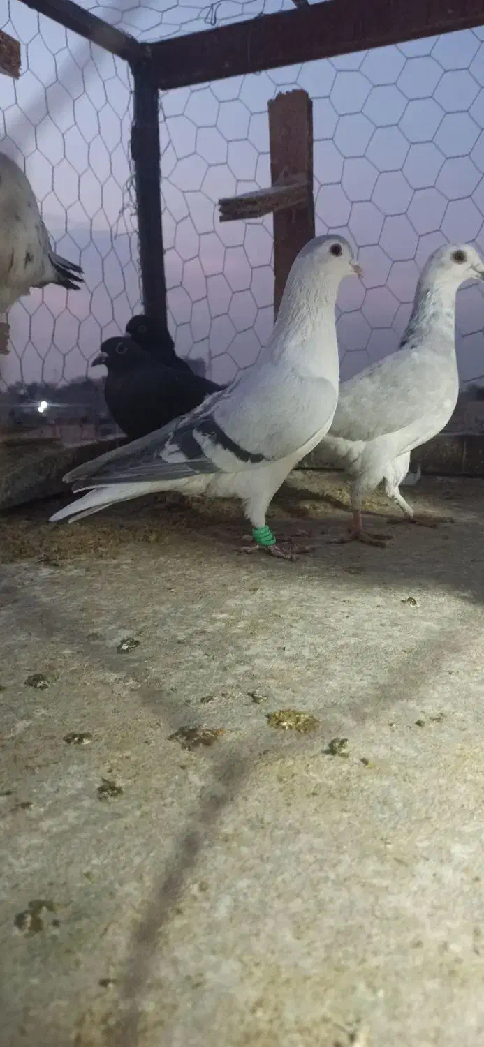 ساده افغانی کلکسیونی|پرنده|مشهد, توس (بلوار توس)|دیوار