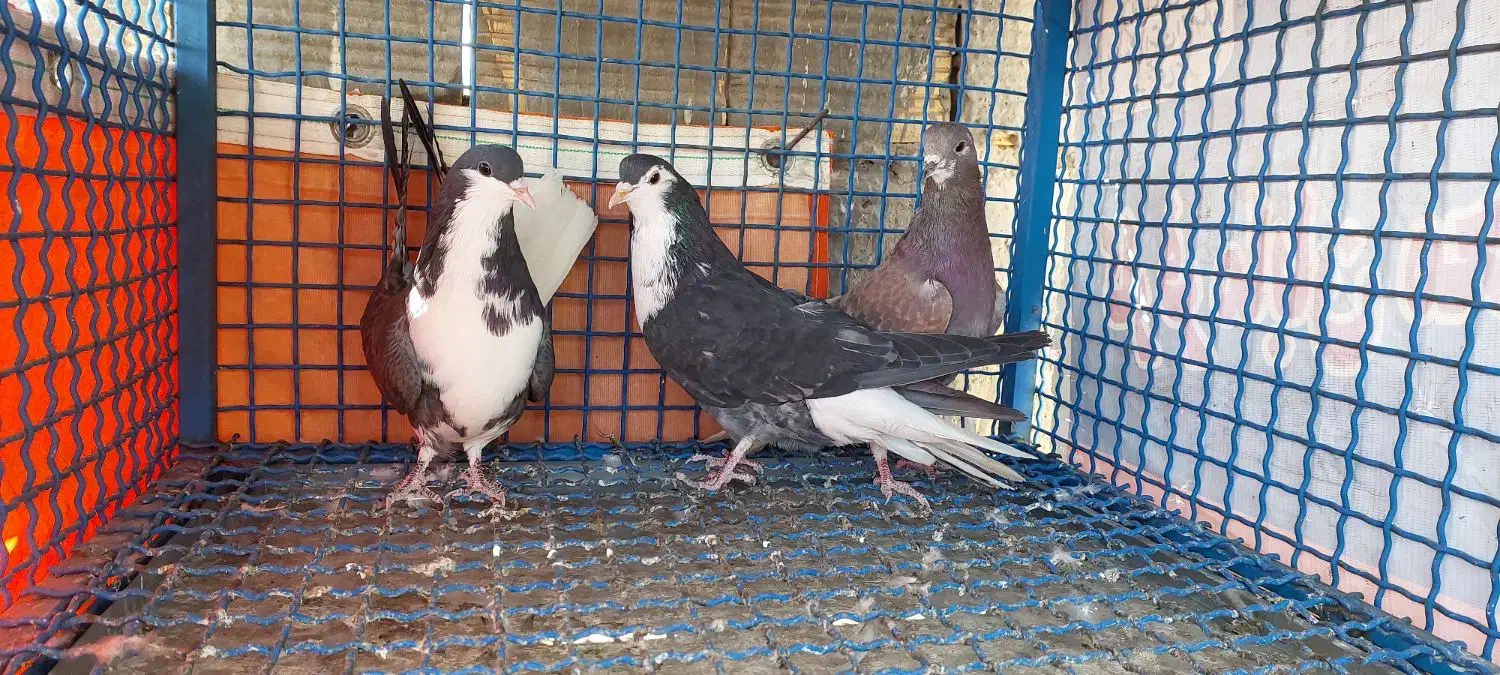 کبوتر|پرنده|خمینی‌شهر, |دیوار