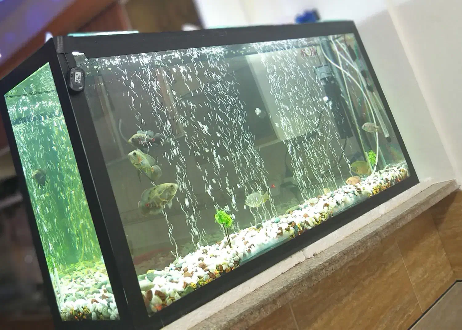 آکواریوم بزرگ و شیک|ماهی|دوگنبدان, |دیوار