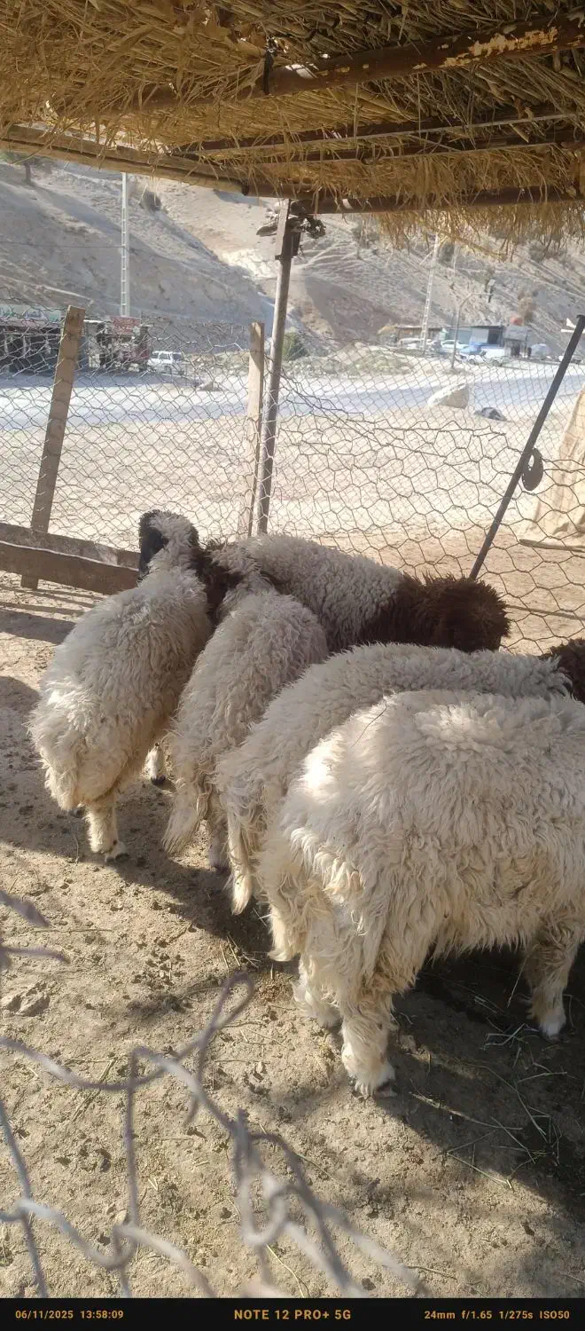 فروش بره|حیوانات مزرعه|سیوان, |دیوار