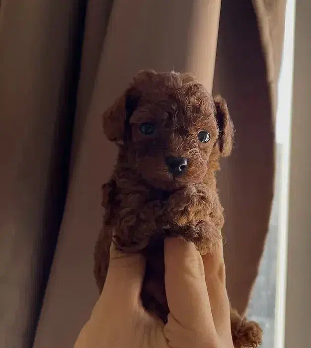 پودل|سگ|تهران, پاسداران|دیوار