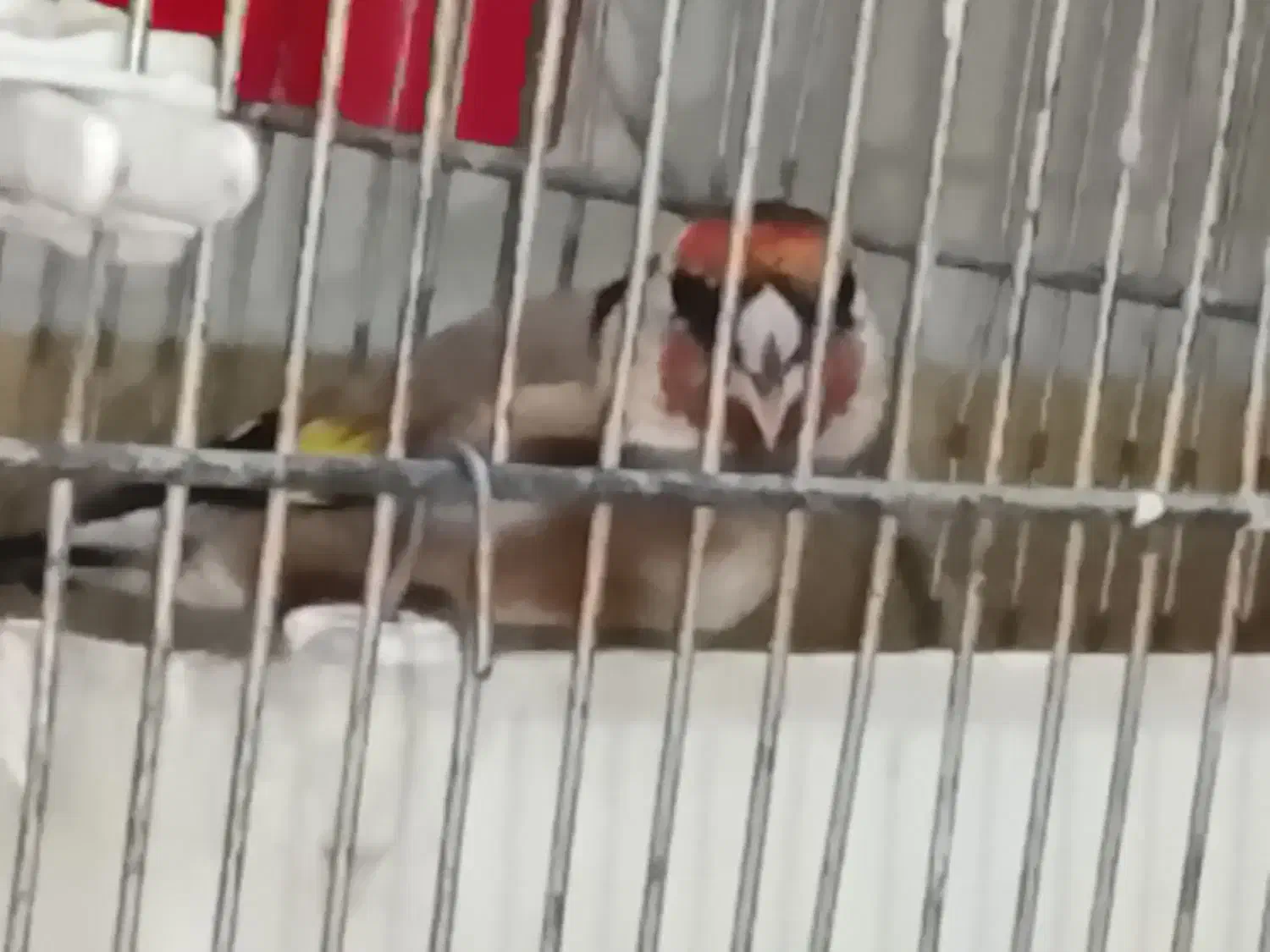 جوجه سهره رام جوجه قفس امسال رسمی|پرنده|ری, سیزده آبان|دیوار