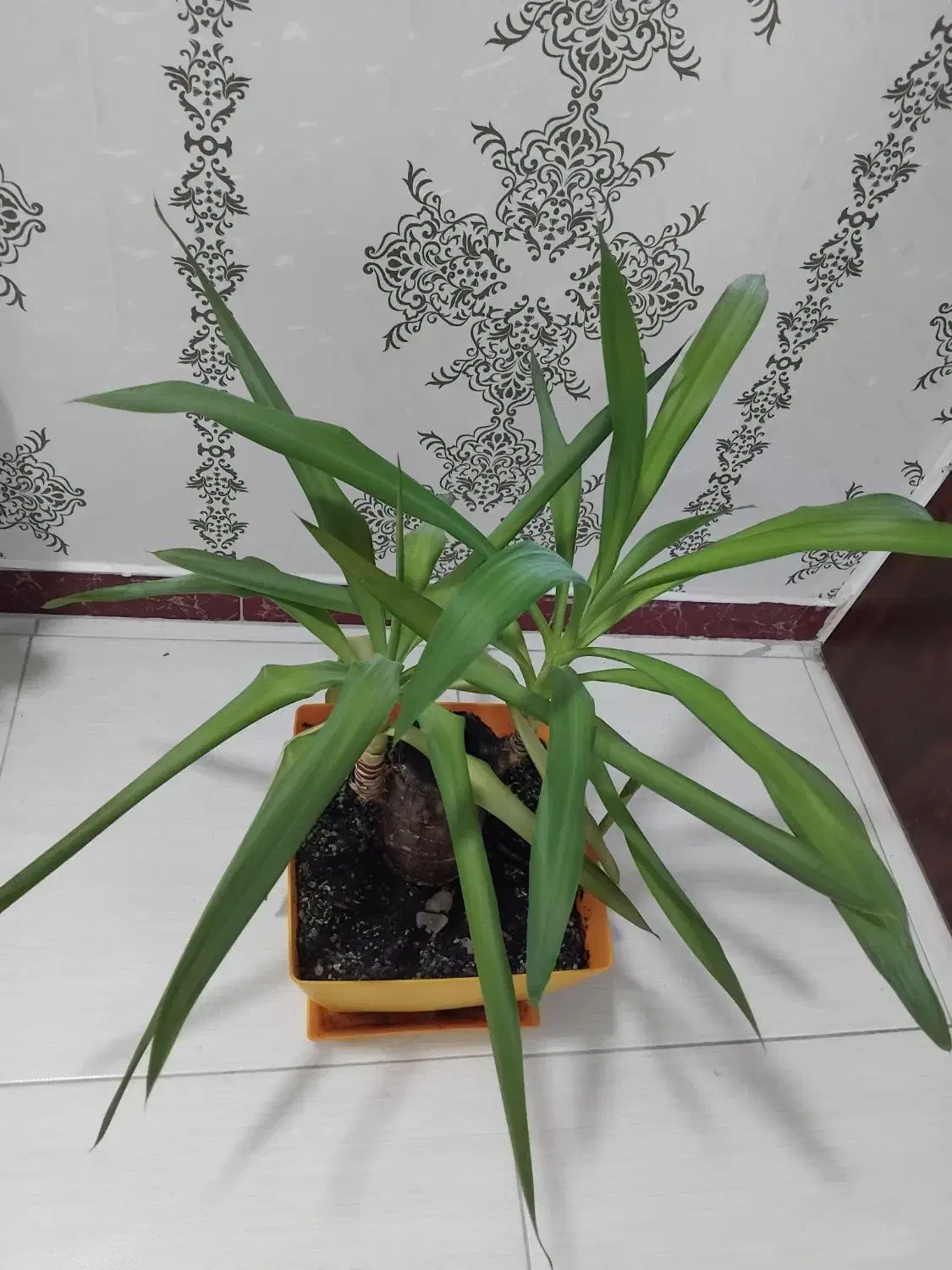 بونسای یوکا|گل و گیاه طبیعی|رشت, شهرک آیت الله منتظری|دیوار