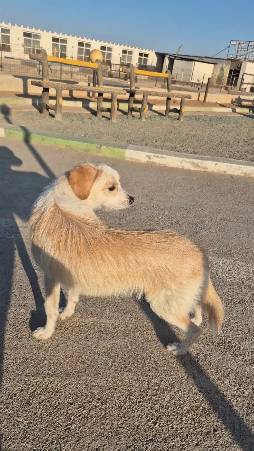 واگذاری سگ اشپیتز|سگ|یزد, |دیوار