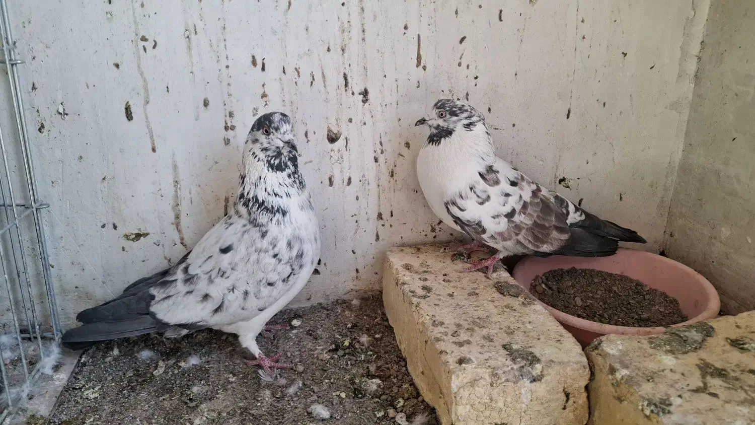 کفتر|پرنده|آران و بیدگل, |دیوار