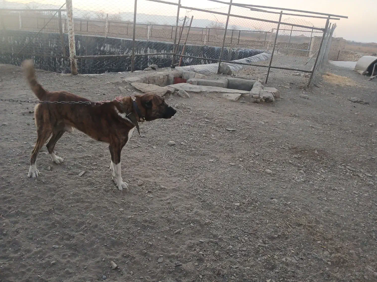 سگ گله|سگ|مشهد, رباط طرق|دیوار