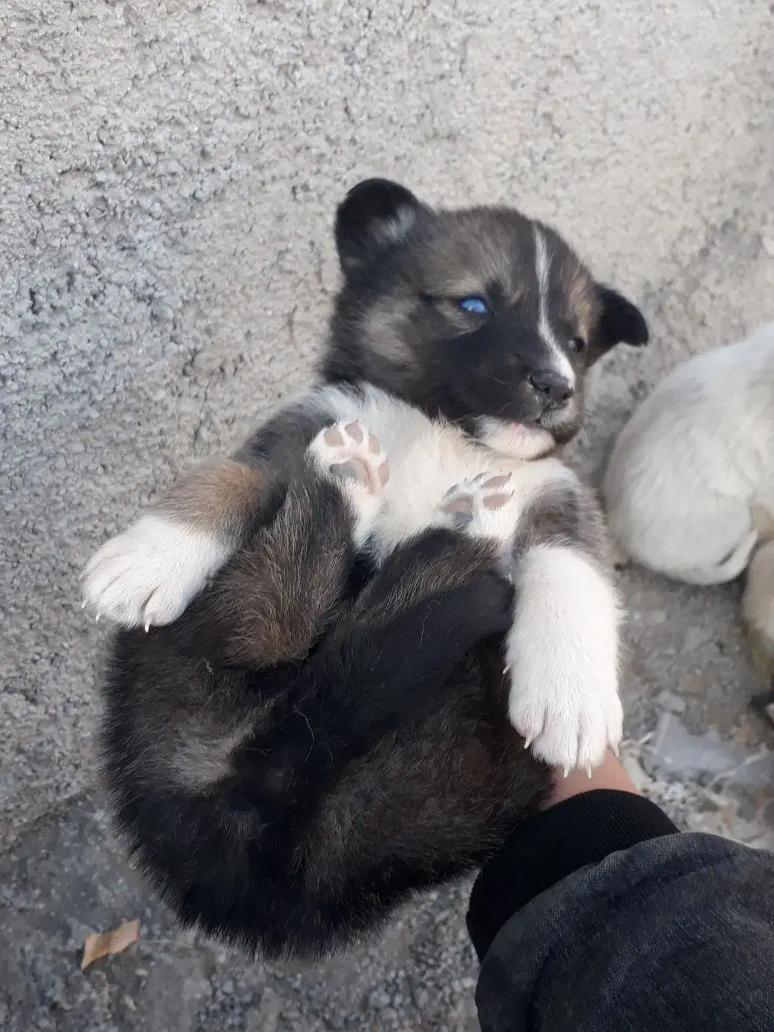 سگ هاسکی|سگ|آشخانه, |دیوار