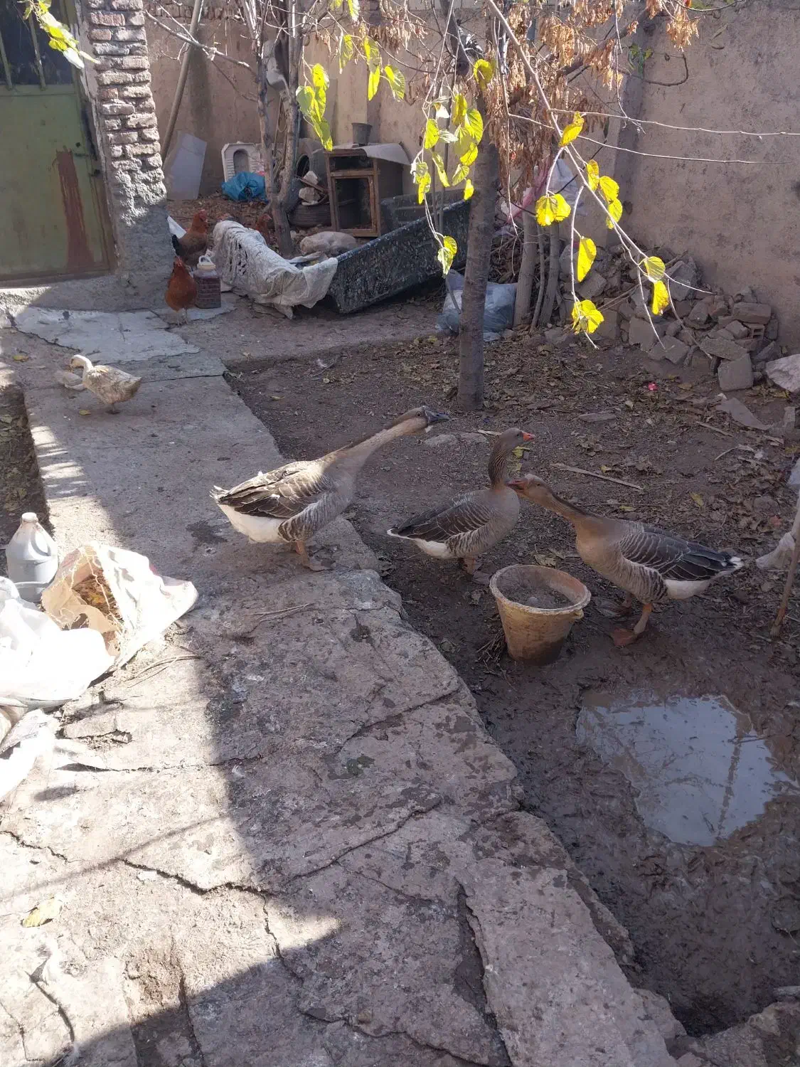 فروش غاز و اردک|حیوانات مزرعه|اردبیل, |دیوار