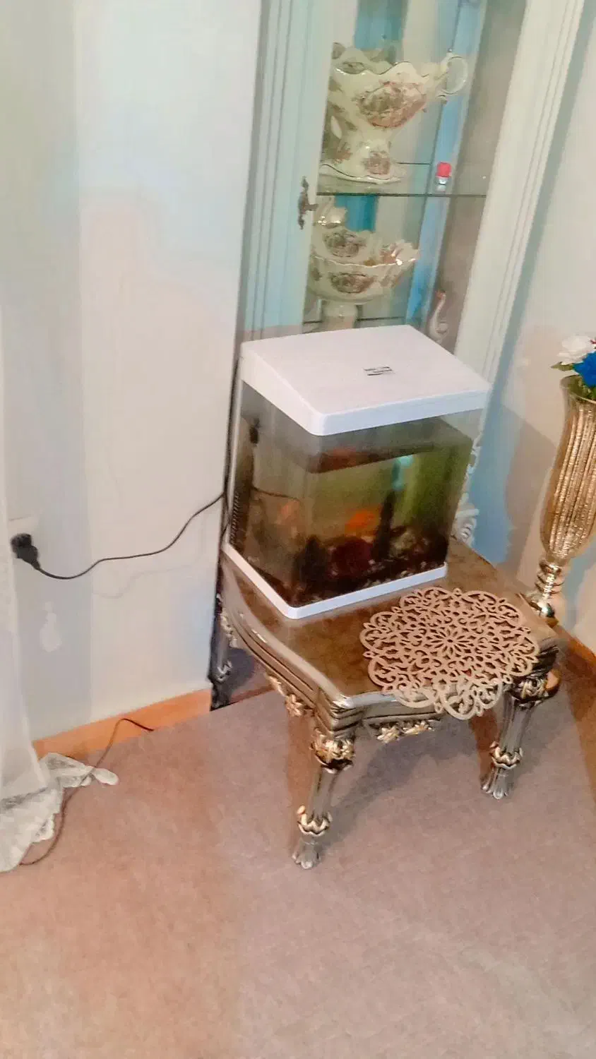 آکواریوم|ماهی|میاندوآب, |دیوار