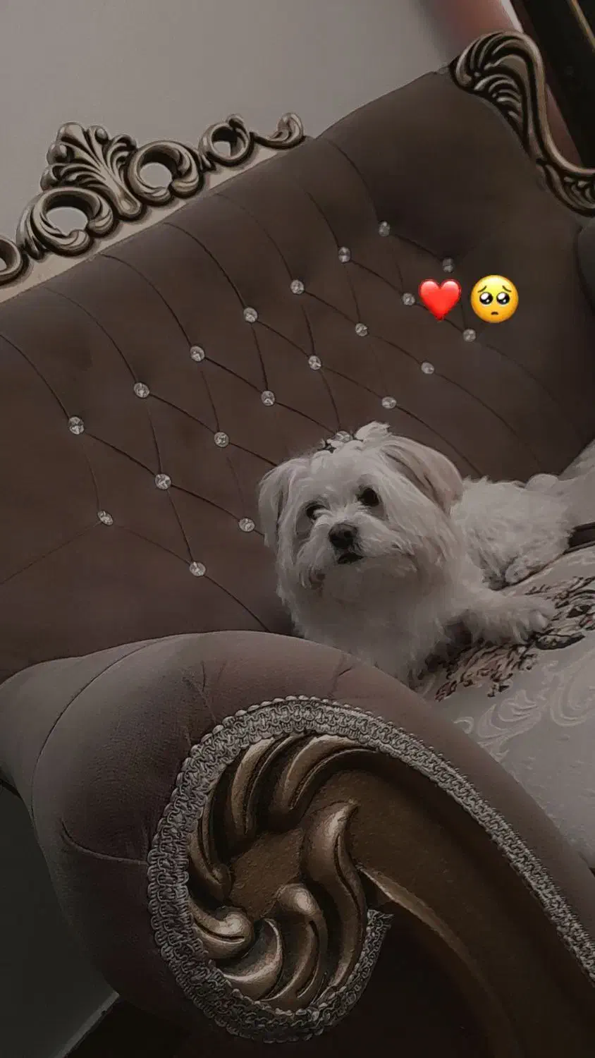 سگ ماده شیتزو|سگ|تربت جام, شهرک آزادگان|دیوار