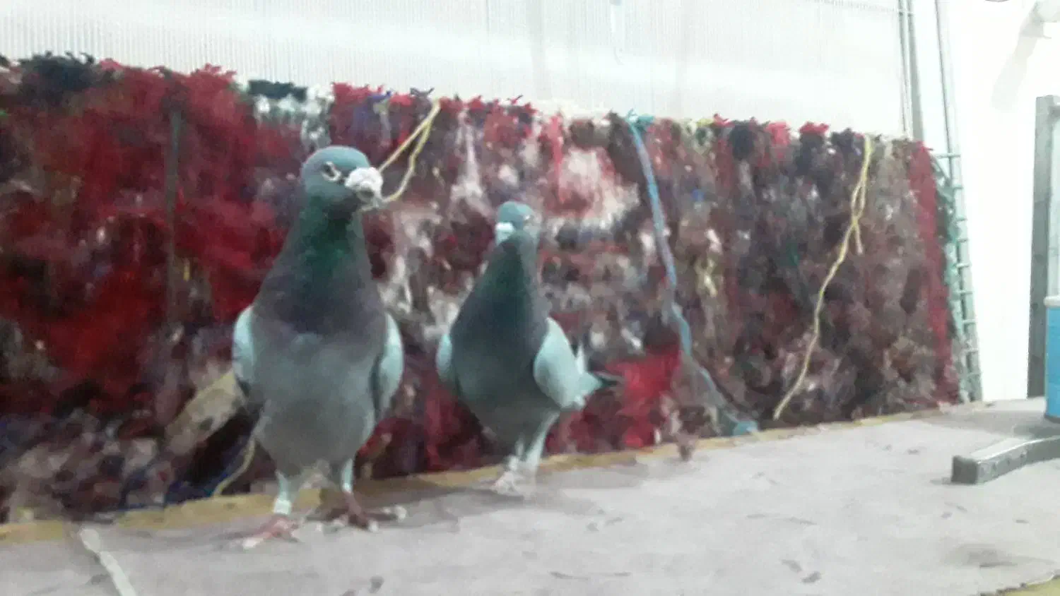 کفتر|پرنده|تبریز, |دیوار